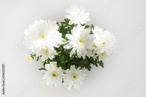 High angle close up of chyrsanthemums with green leaves in sunlight over white background (selective focus)
