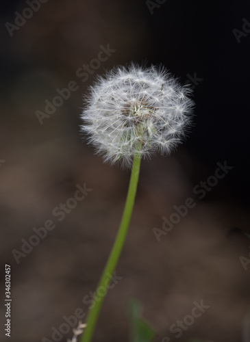 dandelion seed head