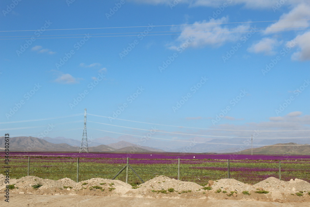 Desierto Florido Chile