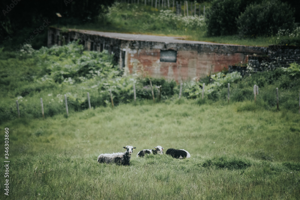 goats in the field