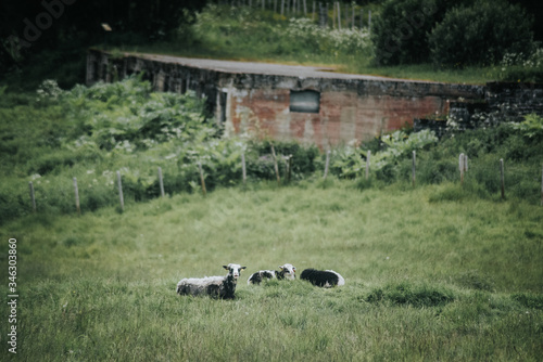 Obraz na płótnie goats in the field w salonie