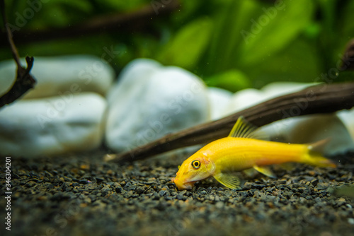 Yellow chinese algaey eater - Gyrinocheilus in aquariun
