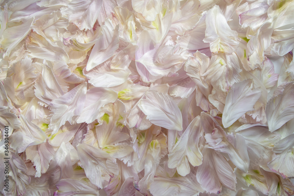 Pink tulip petals. Valentines day background. Flat lay, top view Pink tulip petals. Valentines day background. Flat lay, top view