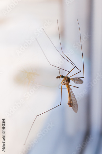  Mosquito centipede long legs - the genus Tipulidae. Big mosquito insect caramore
