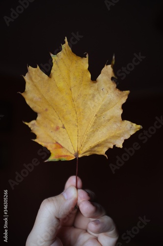 yellow maple leaf in hand. vertical frame