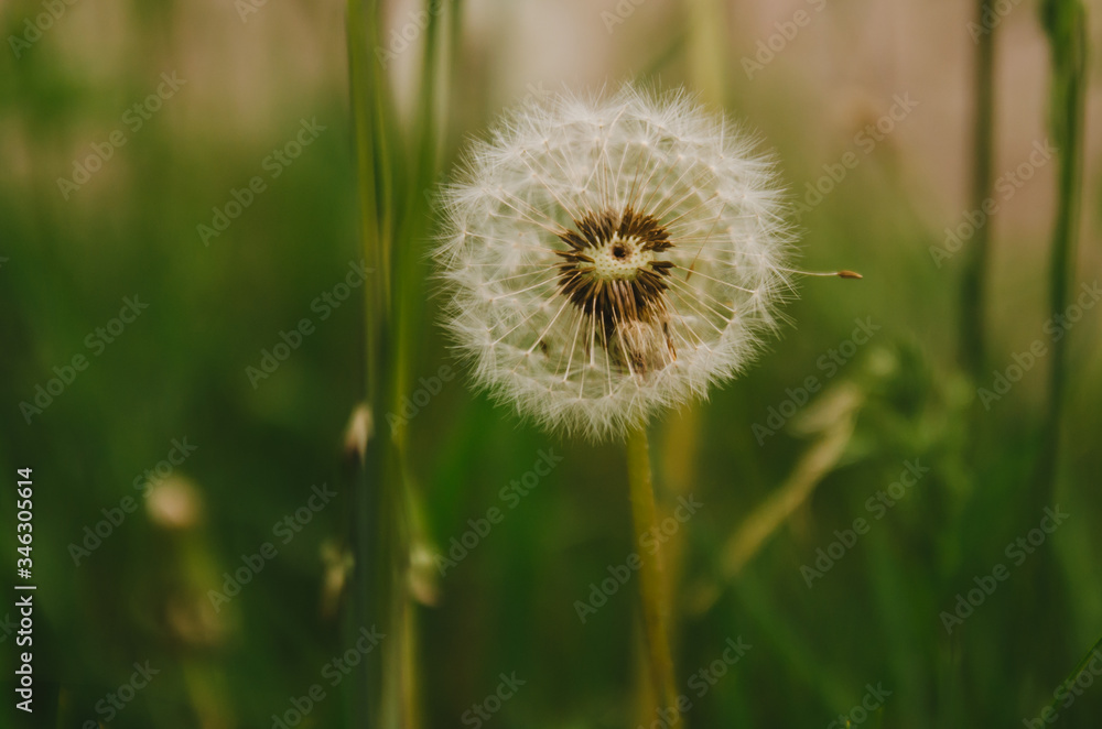 Dandelion grows in the field. Aerial flower
Dandelion grows in the field. Aerial flower