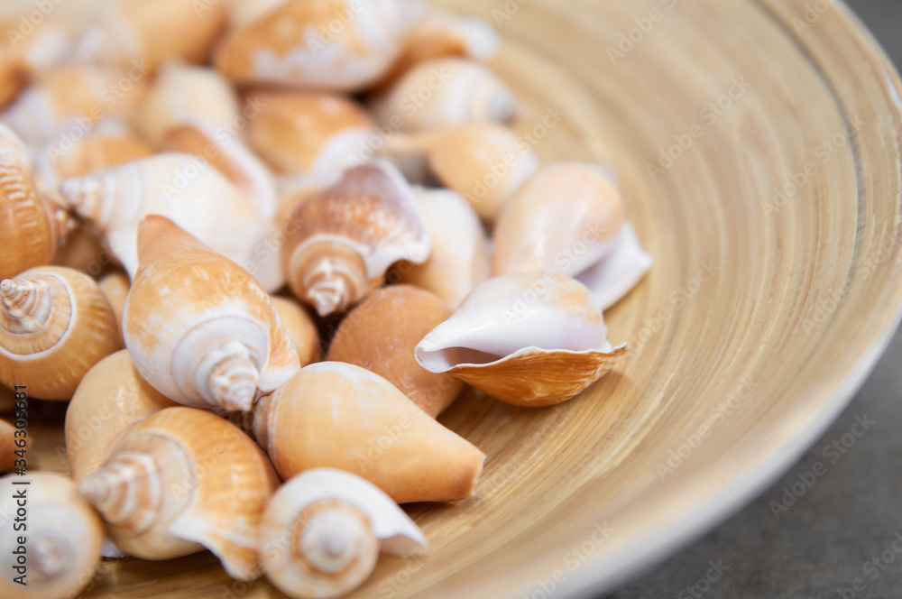 sea shells lie on a plate
