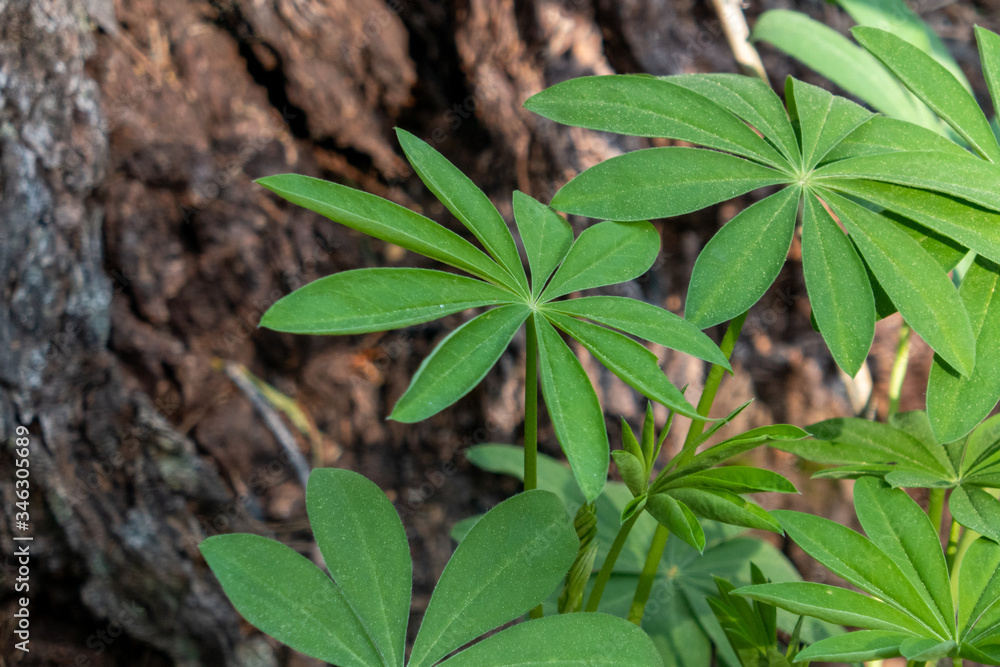 Lupine leaves blooming in the Spring in the forest Lupine leaves blooming in the Spring in the forest