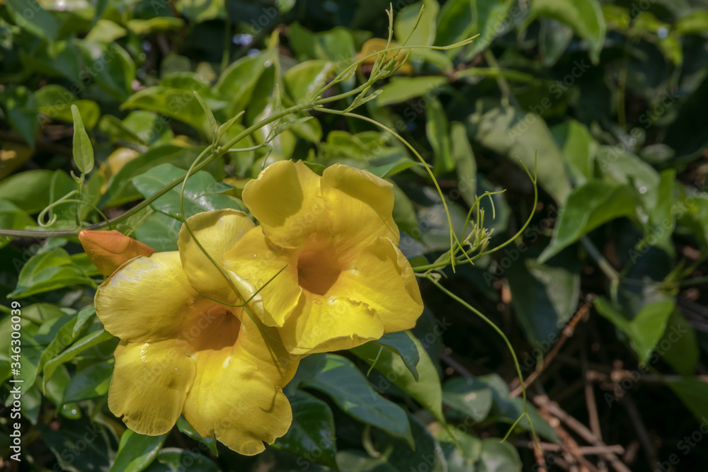 The Allamanda vine gives yellow flowers all year around The Allamanda vine gives yellow flowers all year around
