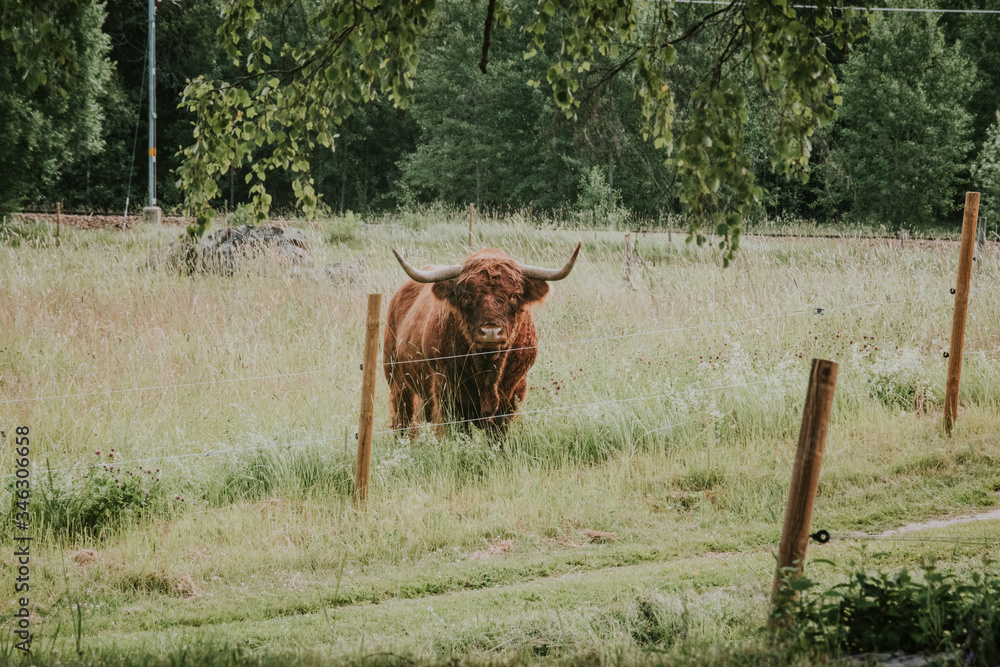 cows in the field