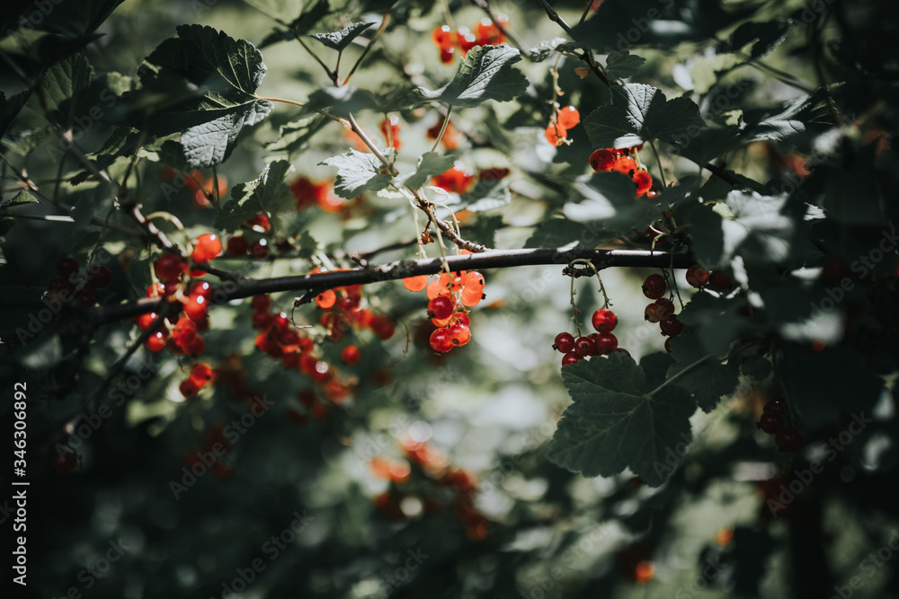 red berries on a branch