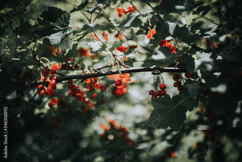 Obraz na płótnie red berries on a branch w salonie