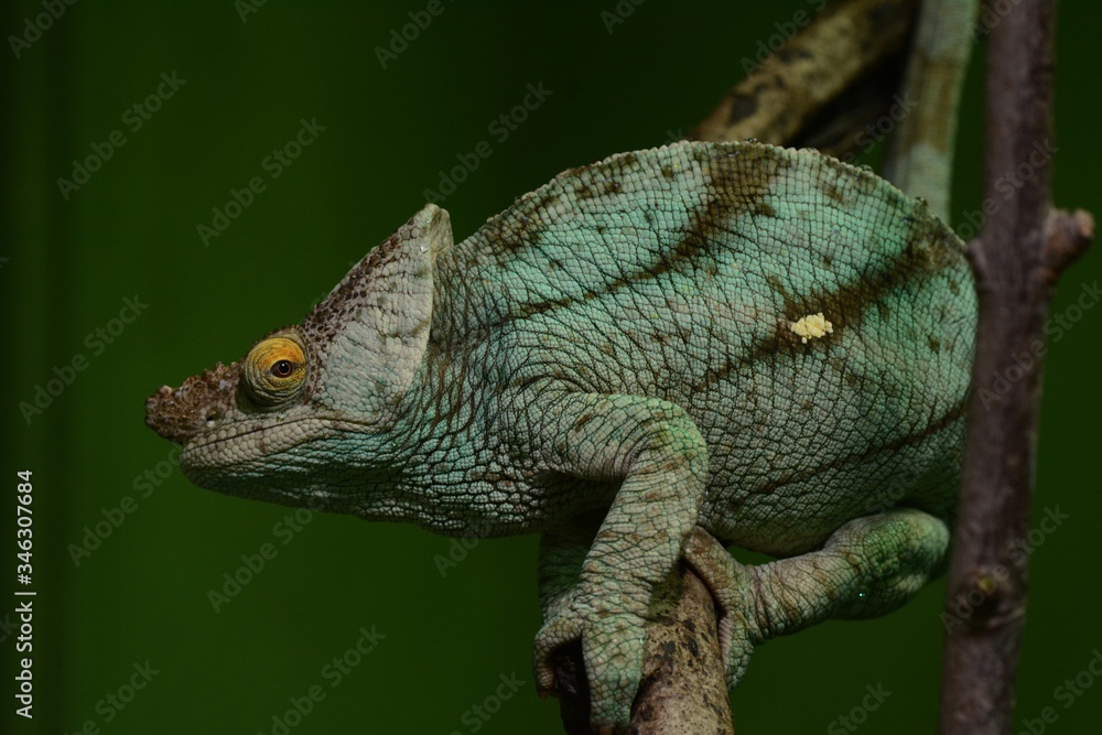 Fototapeta premium chameleon on a branch