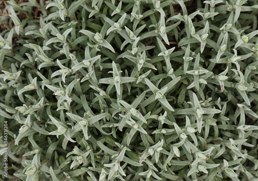 Tender shoots with buds of unopened flowers on a spring evening. Tender shoots with buds of unopened flowers on a spring evening.