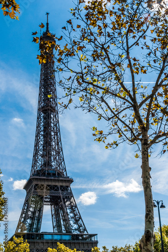 Fototapeta Naklejka Na Ścianę i Meble -  The Eifel tower with a tree in Paris, France.