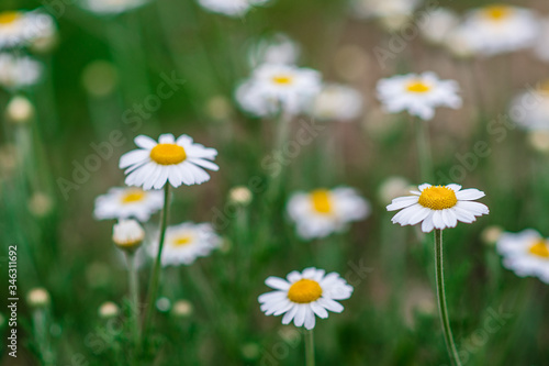 Selective focus. Daisy flower in the field. Chamomile on a natural blurred background. Out of focus.