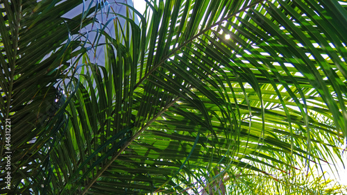 Fototapeta Naklejka Na Ścianę i Meble -  Palm Tree Frond