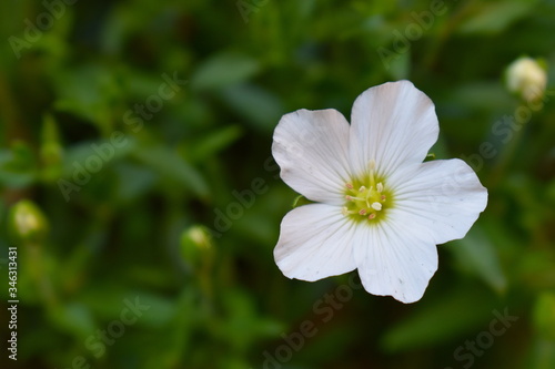 A reliable spring blooming ground cover with bright white simple five petal flowers and soft foliage An exceptionally hardy compact early flowering plant with a controlled habit perfect for small pots