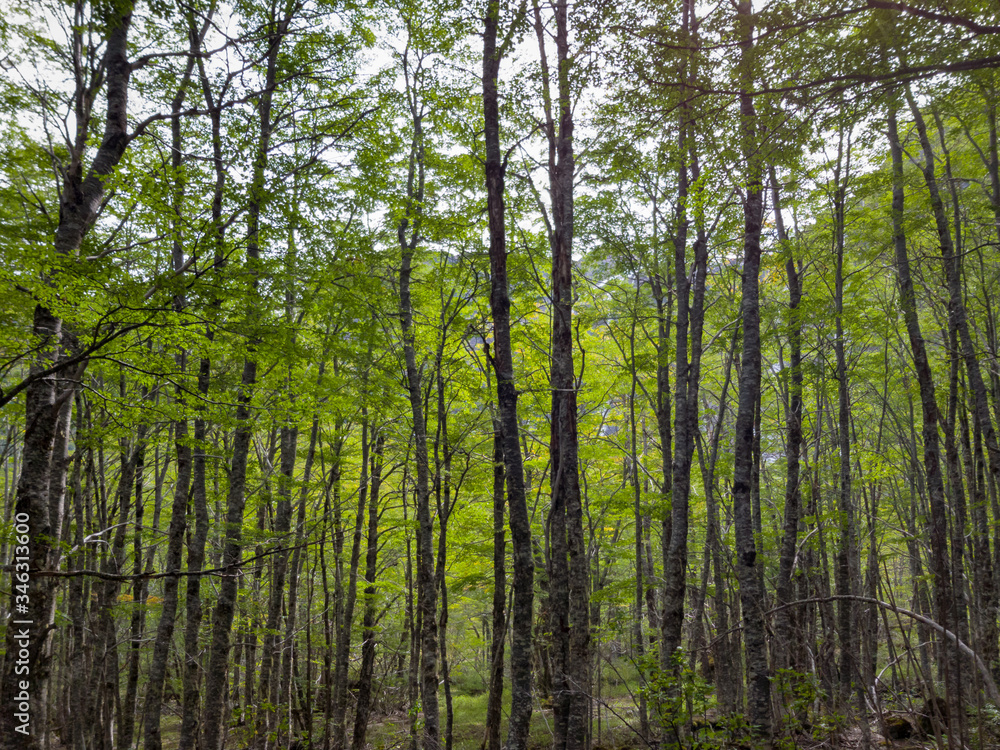 Naklejka premium trees covering the trekking path