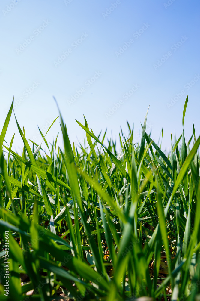 A green field on which grass grows. Agricultural landscape in the summer A green field on which grass grows. Agricultural landscape in the summer