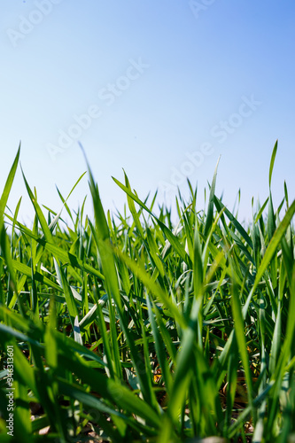 A green field on which grass grows. Agricultural landscape in the summer