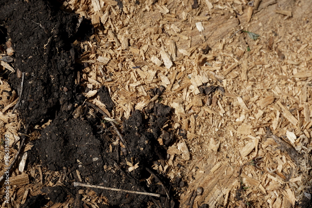 ants on the ground ants on the ground