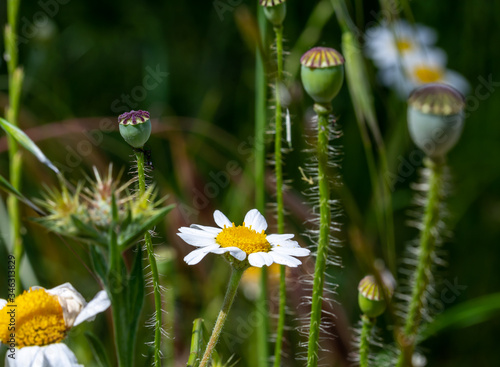Daisies among the meadow grass