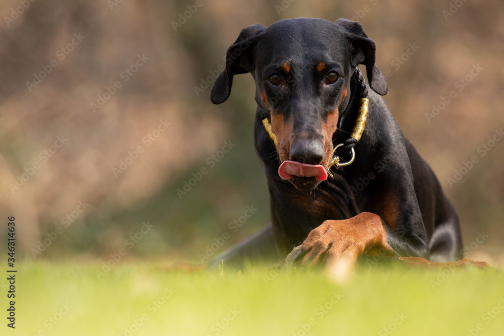 Dobermann Dobermann