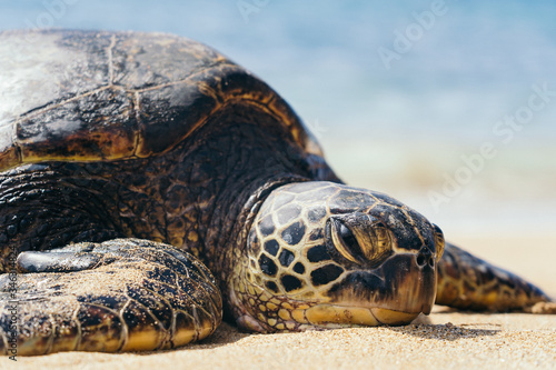 Sea Turtle resting on beach