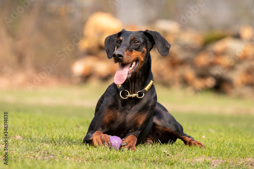 Canvas-taulu Dobermann