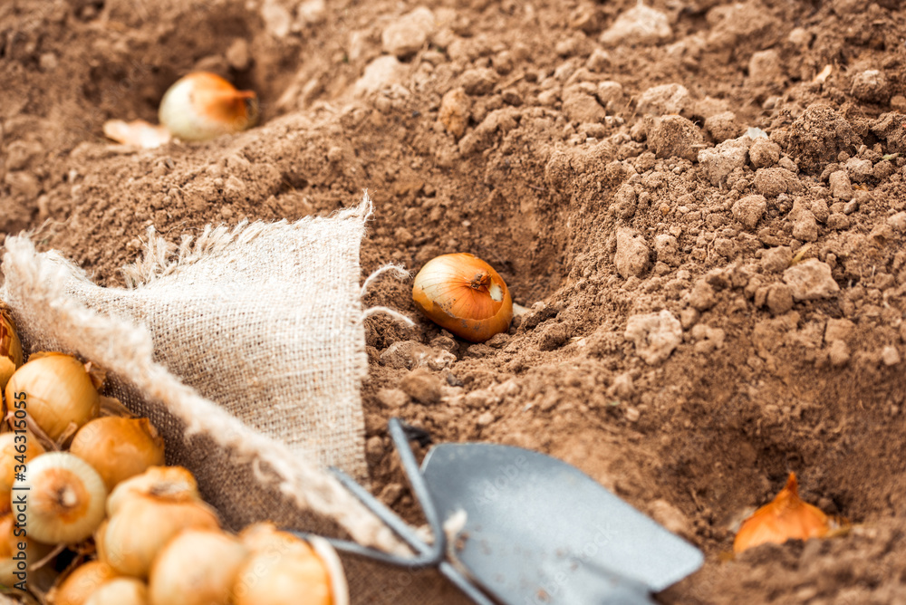 planting onions. the farmer in the hands of the bulb, landing in the ground. Instructions step by step planting vegetables on the beds