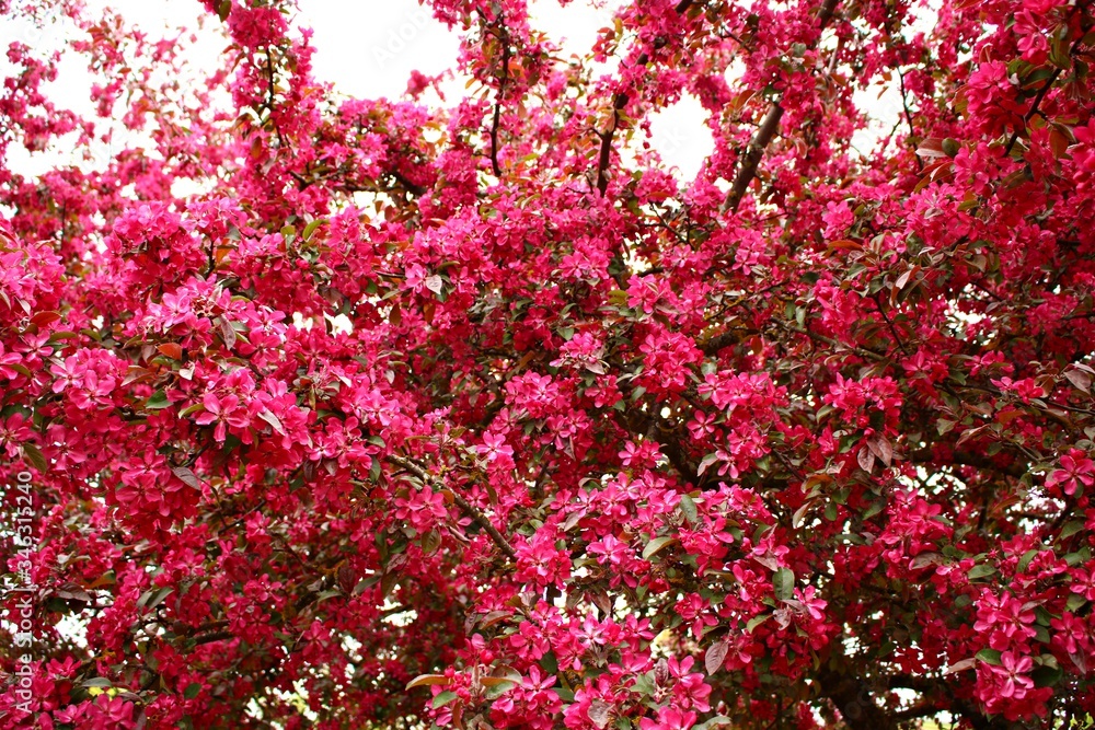 Blooming ornamental apple tree with red leaves in a rustic garden Blooming ornamental apple tree with red leaves in a rustic garden