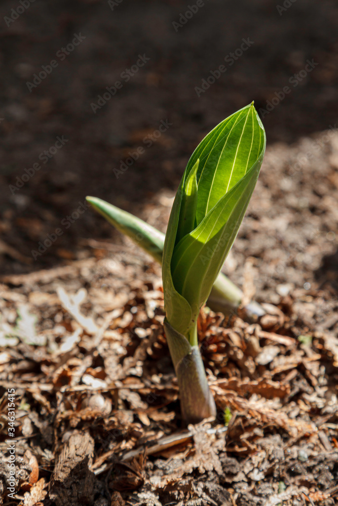 Hostas pushing up through the soil in the Spring Hostas pushing up through the soil in the Spring