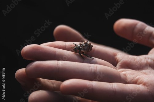 Unión de dos manos con un cangrejo © Victor
