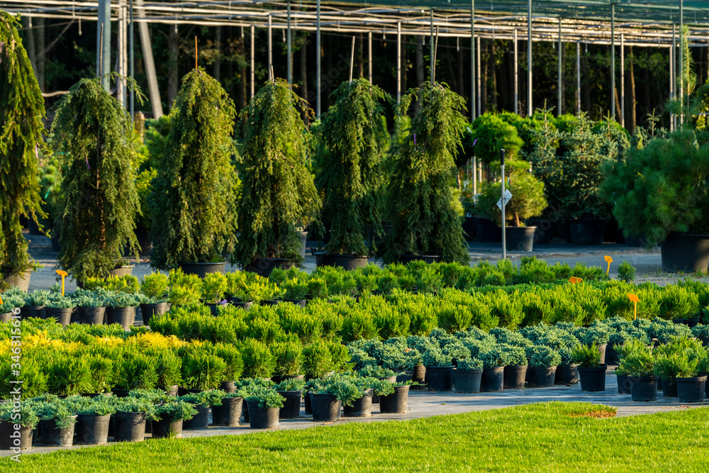 green trees and bushes in a tub in a garden center for landscaping, for working with landscape designers
