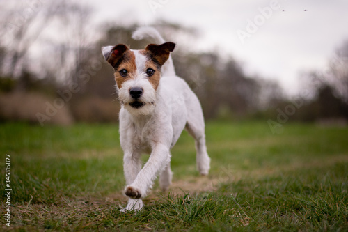 Cute Parson Russell Terrier Portrait with Natural Bokeh Background