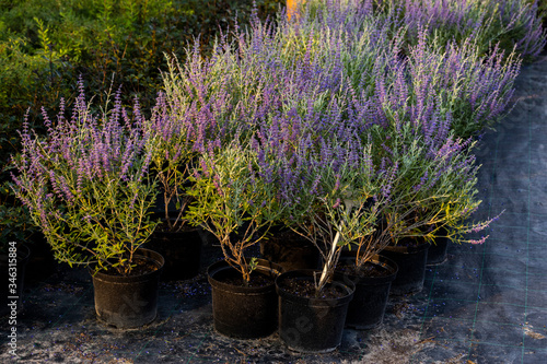 purple flowers of green lavender in pots in a garden center