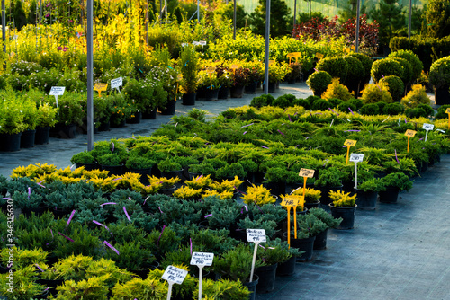 Valokuva flowering bushes in a tub in a garden center for landscaping, for working with l