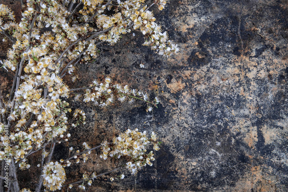 Spring rustic background with apple blossoms Spring rustic background with apple blossoms