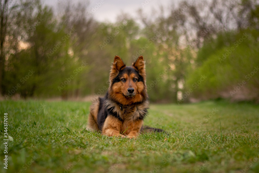 Naklejka premium Bohemian Shepherd Portrait with Natural Bokeh Background
