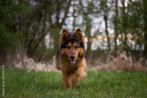 Photos Bohemian Shepherd Portrait with Natural Bokeh Background