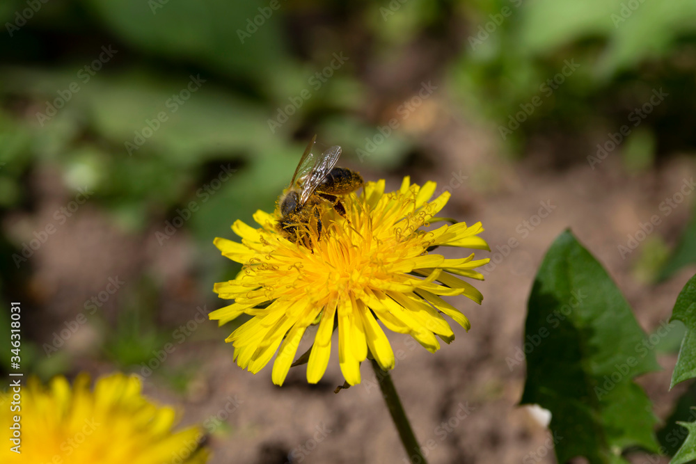 Yellow Dandelion with the Bee in the Detail Yellow Dandelion with the Bee in the Detail
