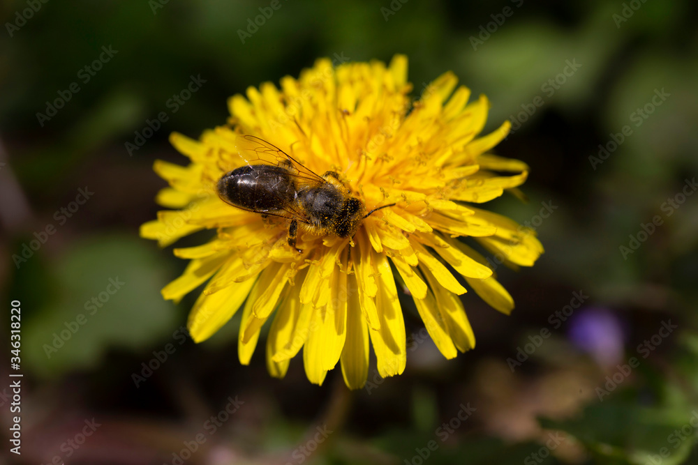 Yellow Dandelion with the Bee in the Detail Yellow Dandelion with the Bee in the Detail