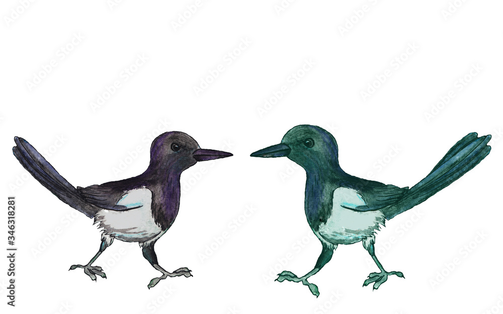 watercolor illustration two magpies, cute birds