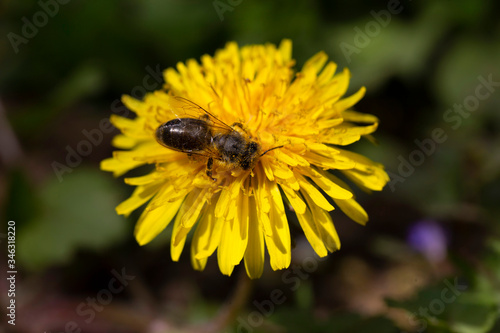 Yellow Dandelion  with the Bee in the Detail