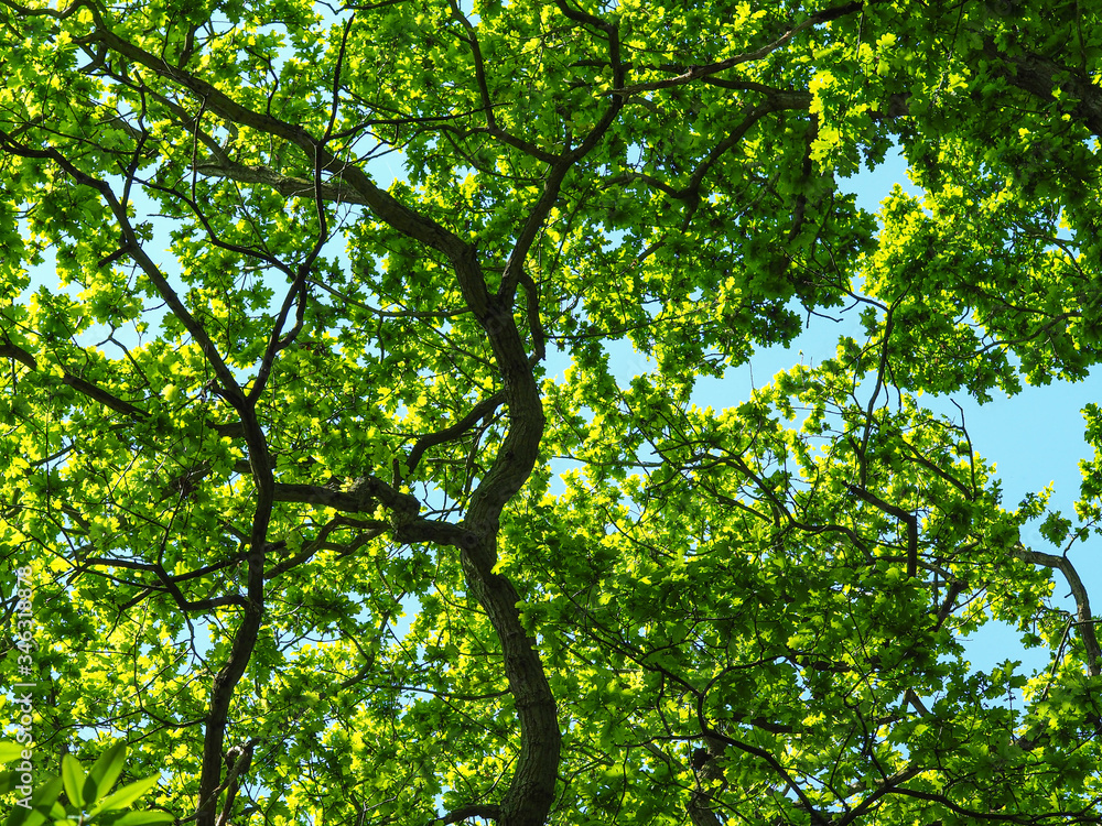 Oak trees with beautiful fresh green foliage in spring against a clear blue sky Oak trees with beautiful fresh green foliage in spring against a clear blue sky
