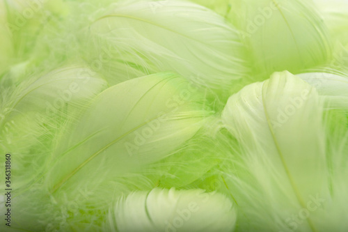 Abstract background. Green downy feathers.