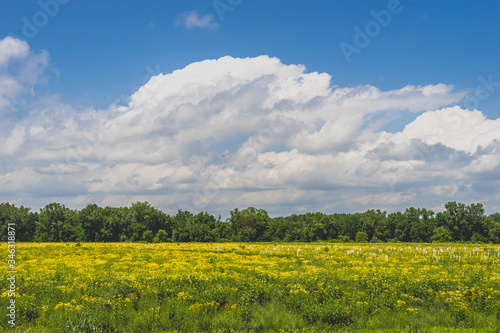 Beautiful spring pasture with yellow flowers