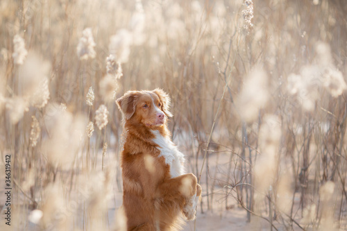 the dog waves i paws. Nova Scotia Duck Tolling Retriever in nature. Beautiful pet in tall grass on the sun