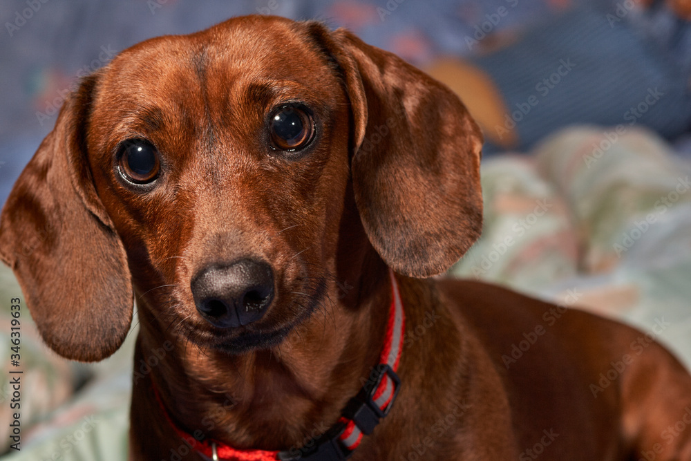 Brown weinerdog dachshund portrait